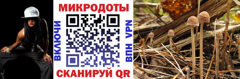 OMG вход  площадка официальный сайт  Псилоцибиновые грибы GOLDEN TEACHER  Черняховск 